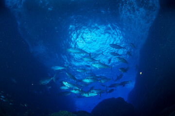 マグロ穴のイソマグロの群れ　小笠原　東京都