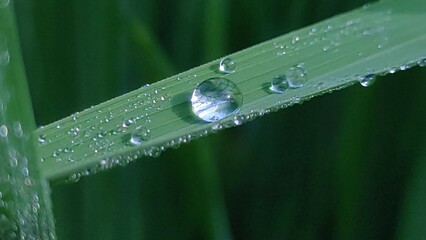 Water Grains on Leaves, natural background