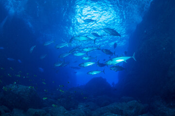 Fototapeta premium マグロ穴のイソマグロの群れ 小笠原 東京都