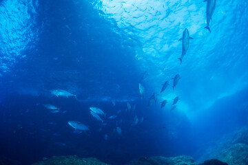 Fototapeta premium マグロ穴のイソマグロの群れ 小笠原 東京都