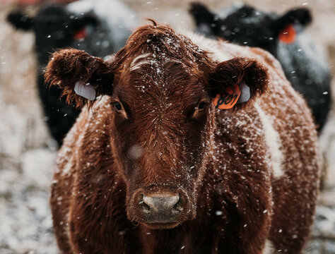 shorthorn cow in the snow