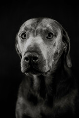 Fototapeta premium dog portrait