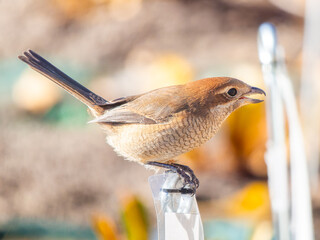枝にとまるモズ
