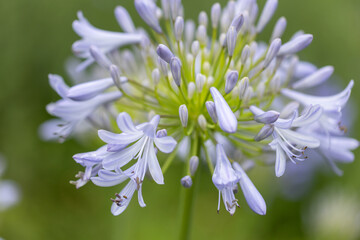 agapanthus