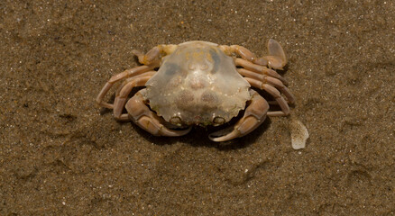 Liocarcinus depurator (Portunus plicatus), sometimes called the harbour crab, or sandy swimming crab. The fauna of the Black Sea. Dead animals.
