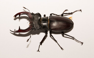 Lucanus cervus is the best-known species of stag beetle (family Lucanidae) in Western Europe. Imago, a male insect on, a white background.