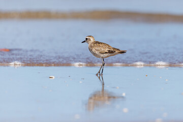 American Golden Plover (Pluvialis dominica) on the beach with the sea in the background.
