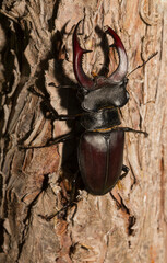 Lucanus cervus is the best-known species of stag beetle (family Lucanidae) in Western Europe. The imago is a male insect.