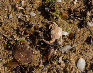 Liocarcinus depurator (Portunus plicatus), sometimes called the harbour crab, or sandy swimming crab. The fauna of the Black Sea. Dead animals.