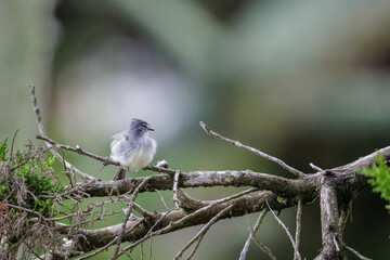 White crested Tyrannulet (Serpophaga subcristata) perched on a branch.