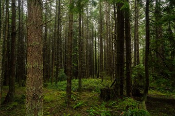 Obraz premium Moody, rainy nature scenes on Galiano Island, British Columbia