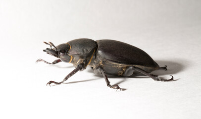 Lucanus cervus is the best-known species of stag beetle (family Lucanidae) in Western Europe. Imago, a female insect on, a white background.