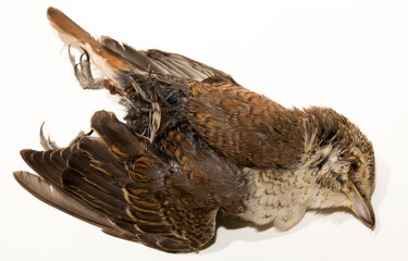 Dead bird. Road wars - death of a  Shrike. Death from the car. The red-backed shrike (Lanius collurio) is a carnivorous passerine bird and member of the shrike Laniidae. Juvenile bird - female.