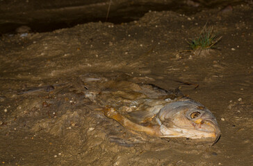 Environmental disaster. Dead fish. The shoreline of the lake. Death of animals.