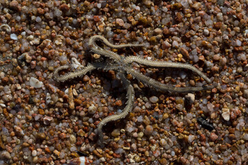 Fototapeta premium Ophiocoma scolopendrina in its natural habitat. African fauna of the Red Sea.