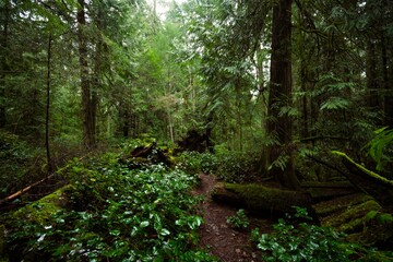 Moody, rainy nature scenes on Galiano Island, British Columbia