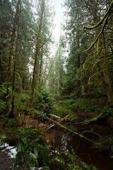 Moody, rainy nature scenes on Galiano Island, British Columbia