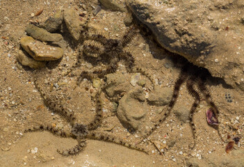 Ophiocoma scolopendrina in its natural habitat. African fauna of the Red Sea.