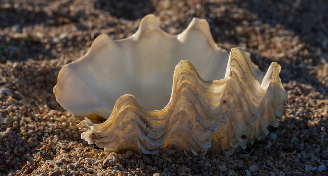The maxima clam (Tridacna maxima), also known as the small giant clam. The fauna of the Red Sea. Sand, pebbles, corals. Background with a marine theme.