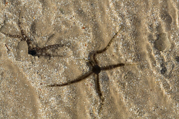 Ophiocoma scolopendrina in its natural habitat. African fauna of the Red Sea.