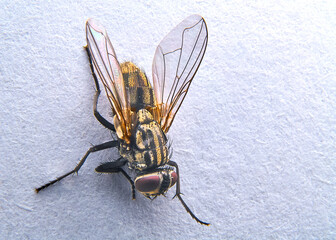 close-up image of a fly