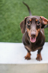 Cute dachshund dog stares at camera
