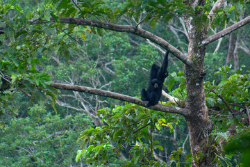 A young Siamang (Symphalangus syndactylus) relaxing in a tree