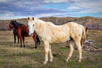 Herd of horses on the Montana landscape.
