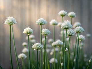 Obraz premium dandelion in grass. flower, dandelion, nature, spring, plant, grass, summer, field, meadow, flowers, white, flora, garden, seed, sky, blue, macro, blossom, color, bloom, beauty, dandelions, wind, seed