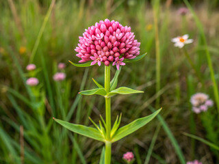 Fototapeta premium pink cosmos flower. flower, nature, plant, garden, purple, pink, flowers, summer, bloom, flora, blossom, spring, field, beauty, clover, herb, wild, blooming, grass, leaf, chive, macro, orchid, botany,