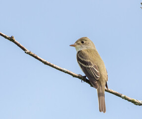 Alder Flycatcher perched on a branch in Ontario in spring