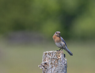 Spring background of an eastern bluebird on a post  with large green field behind