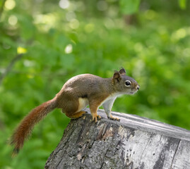 Eastern Red Squirrel on a tree stump in a park in springtime in Ontario