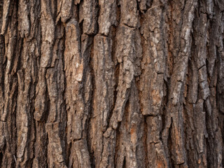 Naklejka premium bark of a tree. bark, tree, texture, wood, nature, brown, pattern, forest, trunk, abstract, rough, pine, textured, old, natural, surface, closeup, wooden, plant, detail, oak, timber, material, grey, m