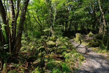 mossy rocks in spring forest
