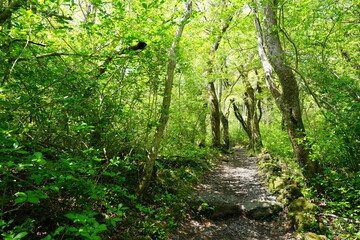 fine path in refreshing forest
