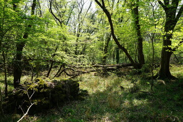 mossy rocks in spring forest
