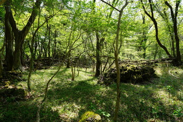 mossy rocks in spring forest
