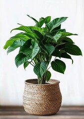 Obraz premium Kentia Palm Howea Forsteriana Home Plant in Seagrass Wicker Basket on White Background Urban Gardening Decor