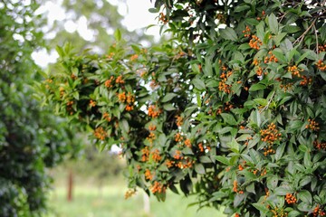 PYRACANTHA COCCINEA