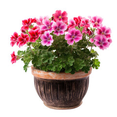 Decorative Potted Geranium Plant with Pink and Red Flowers Isolated on Transparent Background