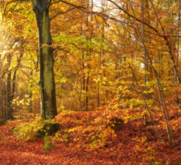 Obraz premium Autumn, earth and leaves with trees in forest for change of season or conservation. Background, environment and nature with fall scenery outdoor in wilderness or woods for ecosystem or wallpaper