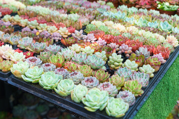 Vibrant Echeveria Rosettes in a Nursery Tray