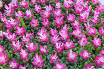 Anacampseros rufescens Succulent with Pink Rosettes