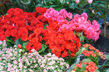 Vibrant Red and Pink Begonias in Bloom