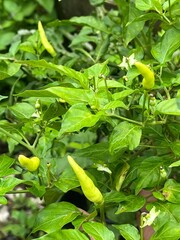 Close-Up of Asian Bird’s Eye Chili Plant with Unripe Green Chilies