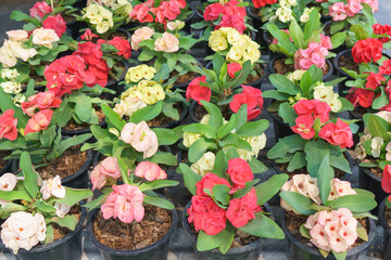 Colorful Crown-of-Thorns (Euphorbia milii) Plants in Pots