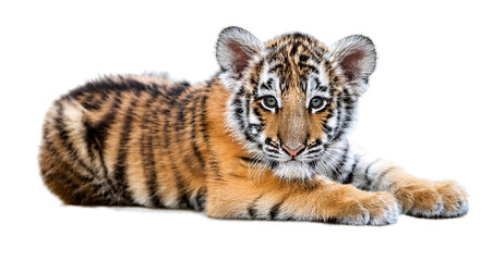 Obraz premium 寝転がっている赤ちゃんのトラ。白背景。（baby tiger lying down on white background）