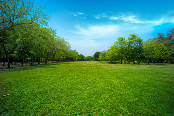 beautiful park, green grass