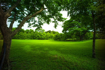 beautiful park, green grass